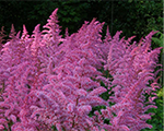 Astilbe loveandpride