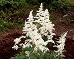Astilbe lunar