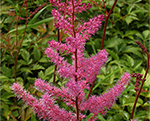 Astilbe mars