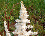 Astilbe montblanc