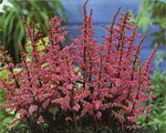Astilbe perkeo cripsa