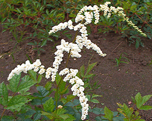 Thunbergi astilbe 'Professor van der Wielen'