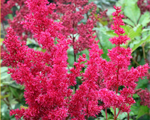 Astilbe redsentinel