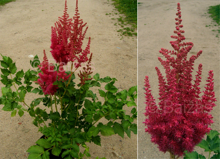 Ziemcietes Astilbes (4/5) / Stādu audzētava "Baižas"