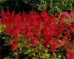 Astilbe rotlicht