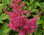 Astilbe rubens