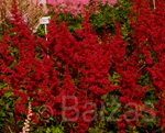 Astilbe spinell