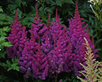 Astilbe vision in red