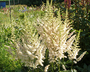 Astilbe 'Vision in White'