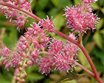 Astilbe walkure