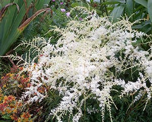 Lihtlehine astilbe 'White Sensation'