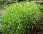 Carex muskingumensis