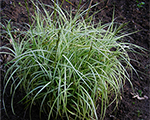Carex muskingumensis silberstreif