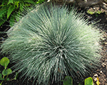 Corynephorus canescens spikyblue