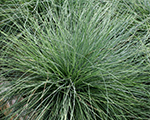 Festuca festina