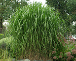 Miscanthus sinensis giganteus