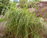 Spartina pectinata