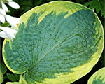 Hosta franceswilliams