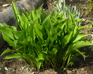 hosta 'Lancifolia'