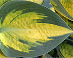 Hosta orangemarmalade