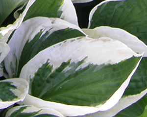 Hosta 'Patriot'