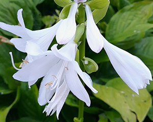Hosta 'Royal Standart'