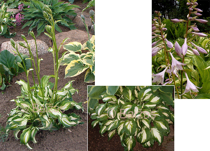 Perennials - Wavy plantain lily 'Univittata' / Stādu audzētava "Baižas"