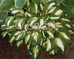 Hosta unvittata