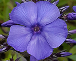 Phlox pan blueparadise