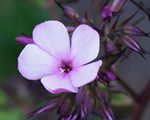 Phlox pan chocolate