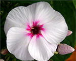Phlox pan eveningstar