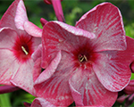 Phlox pan ferriswheel