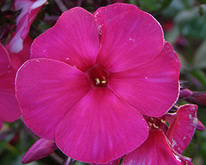 Floksis skarainais 'Juliglut'