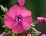 Phlox pan pinkattraction