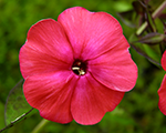 Phlox pan redridinghood