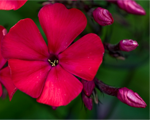 Phlox pan starfire