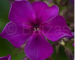 Phlox pan theking
