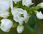 Phlox pan tiara