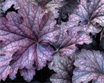 Heuchera amethystmyst