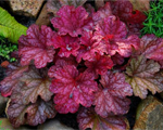 Heuchera berrysmoothie
