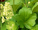 Heuchera blondieinlime