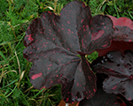 Heuchera midnightroseselect