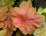 Heuchera southerncomfort