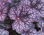 Heuhera velvetnight