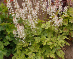 Heucherella rosalie