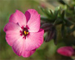 Phlox dou redadmiral