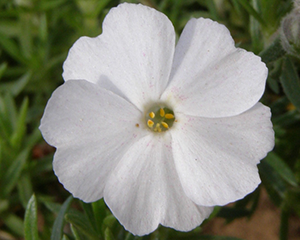 Floksis Duglasa 'White Infant'