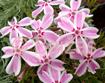 Phlox sub candystripes