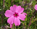 Phlox sub redwing