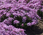 Phlox sub ronsdorfensch%c5%8dne